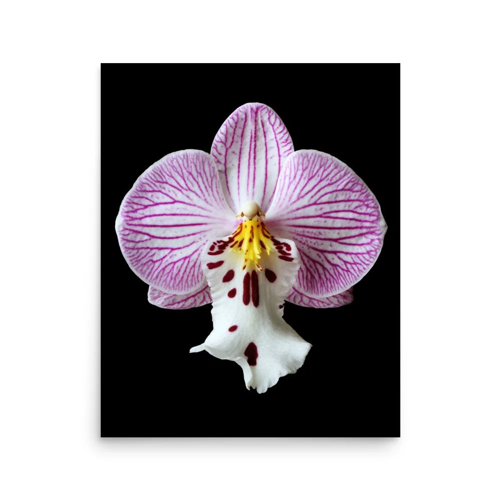enhanced-matte-paper-poster-(in)-16x20-front-6a81de6ded5e6.jpg