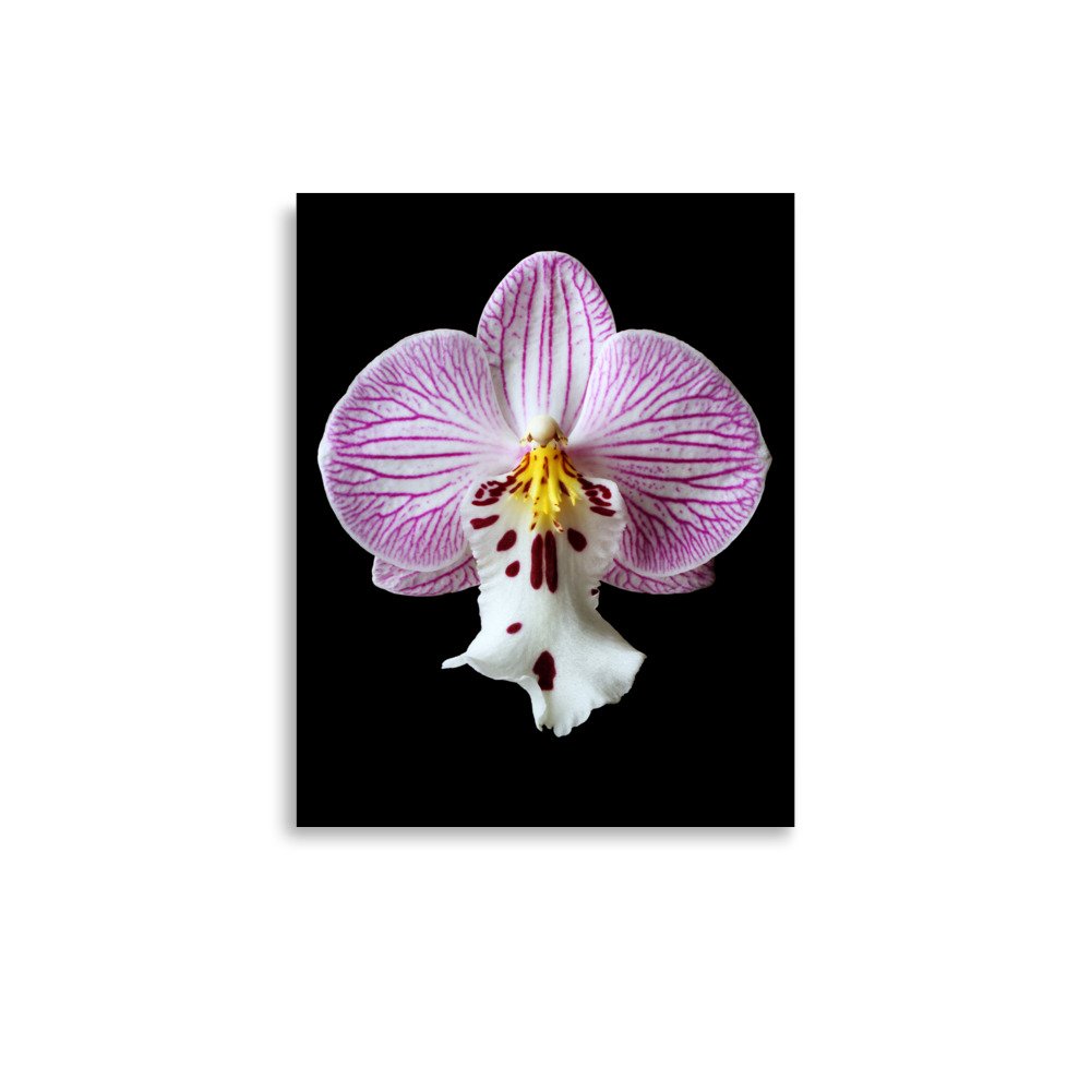 enhanced-matte-paper-poster-(in)-11x14-front-6a81de6dedf62.jpg