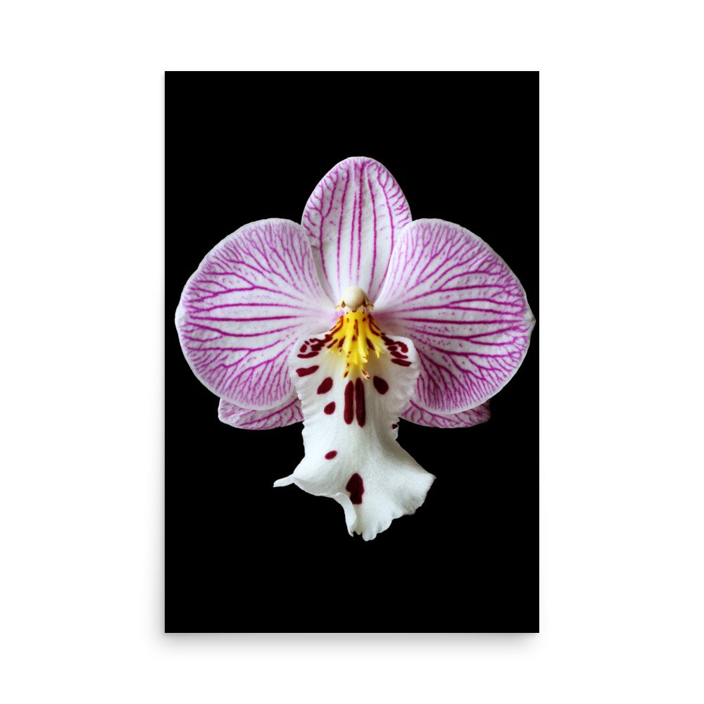 enhanced-matte-paper-poster-(in)-24x36-front-6a81de6dedfff.jpg