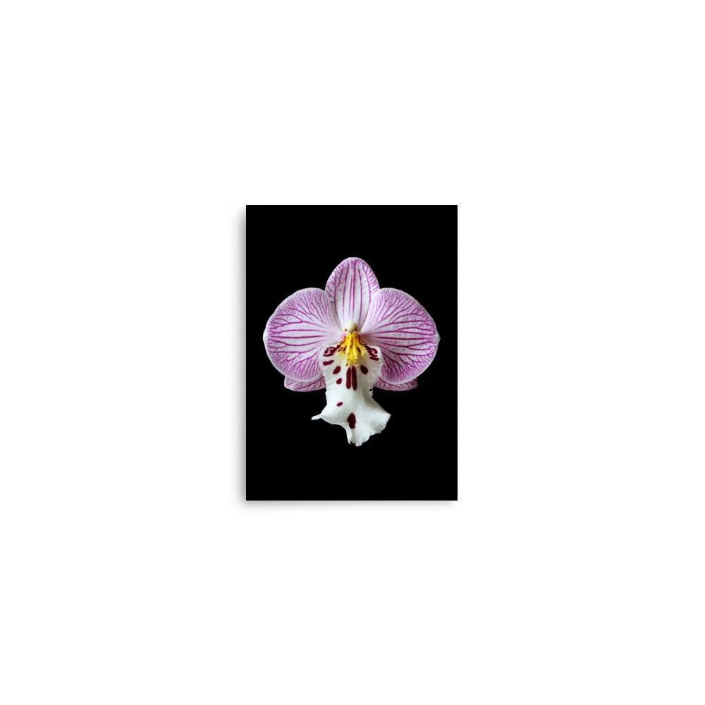 enhanced-matte-paper-poster-(in)-5x7-front-6a81de6dee064.jpg