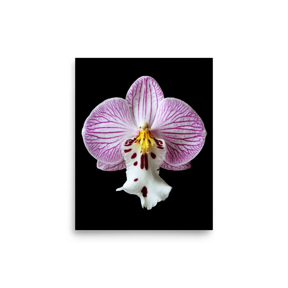 enhanced-matte-paper-poster-(in)-8x10-front-6a81de6dee0a5.jpg