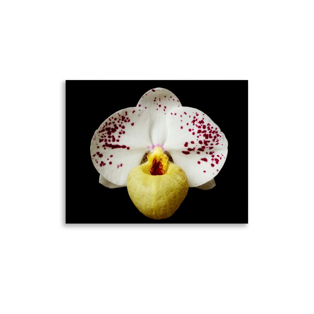 enhanced-matte-paper-poster-(in)-11x14-front-6a81e44a9ac41.jpg