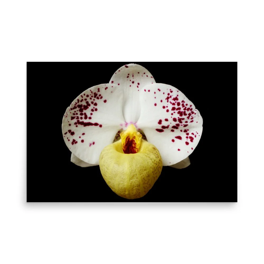 enhanced-matte-paper-poster-(in)-24x36-front-6a81e44a9accd.jpg