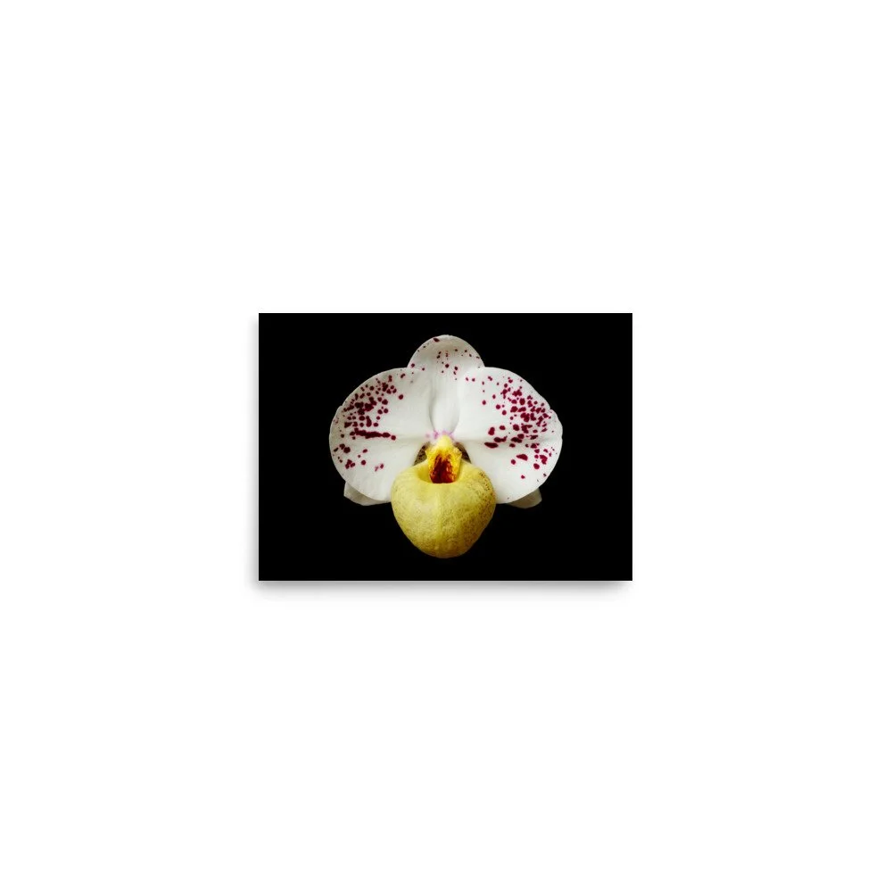 enhanced-matte-paper-poster-(in)-5x7-front-6a81e44a9ad36.jpg