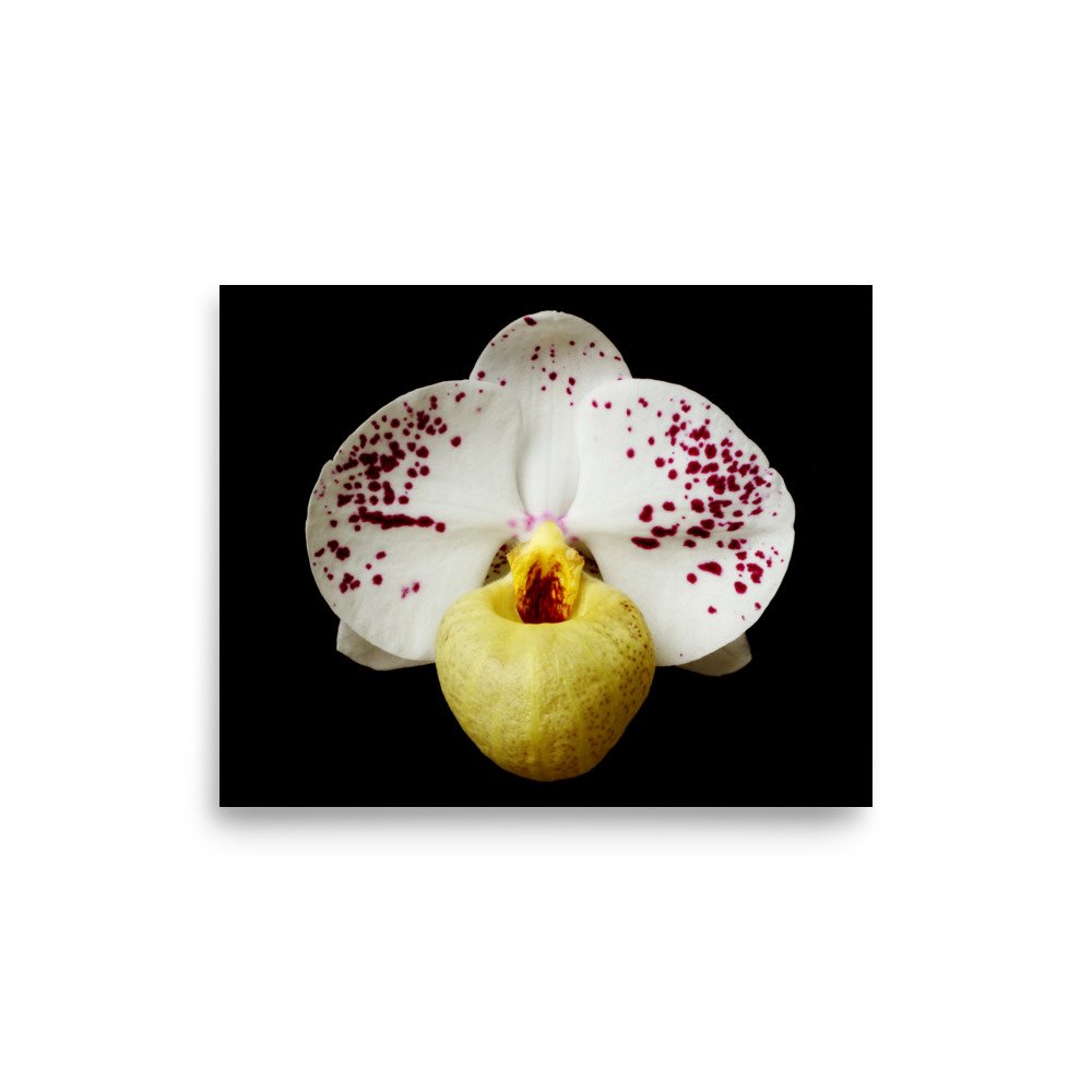 enhanced-matte-paper-poster-(in)-8x10-front-6a81e44a9ad7c.jpg