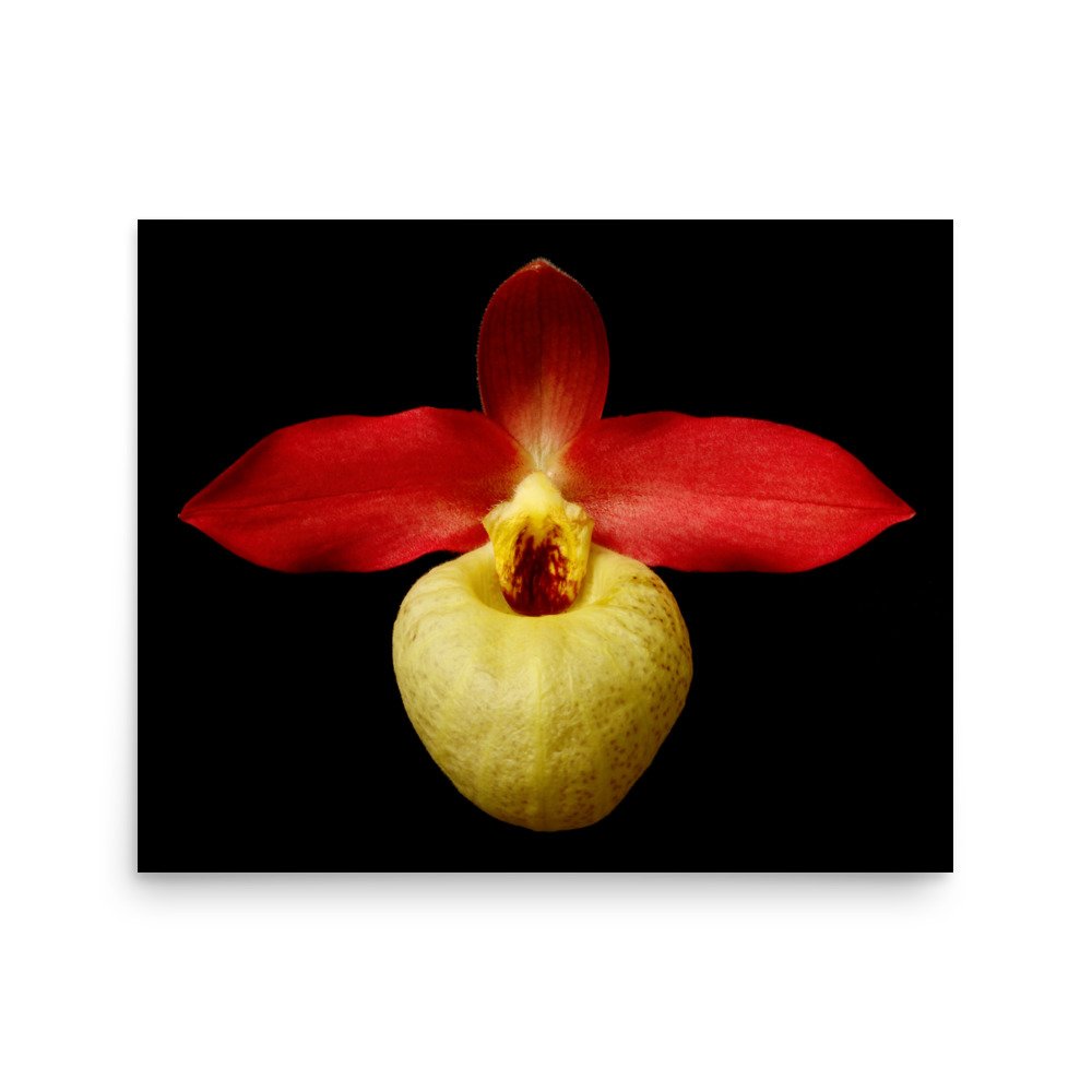 enhanced-matte-paper-poster-(in)-16x20-front-6a81e73b36265.jpg