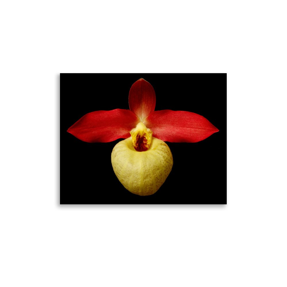 enhanced-matte-paper-poster-(in)-11x14-front-6a81e73b369de.jpg