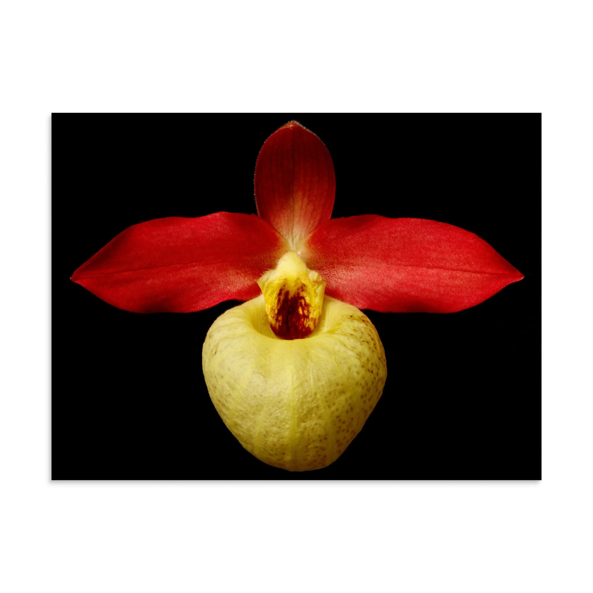 enhanced-matte-paper-poster-(in)-30x40-front-6a81e73b36aba.jpg
