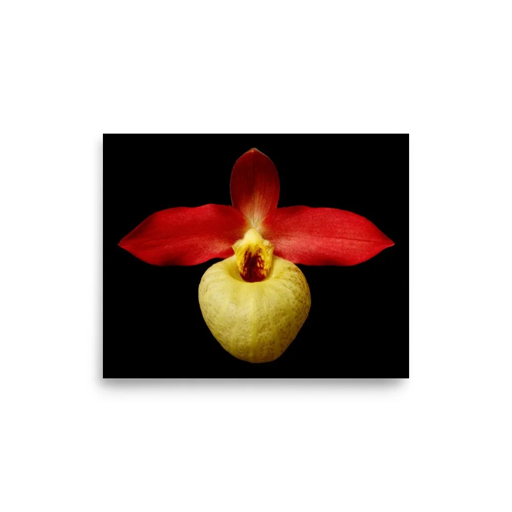 enhanced-matte-paper-poster-(in)-8x10-front-6a81e73b36b1f.jpg
