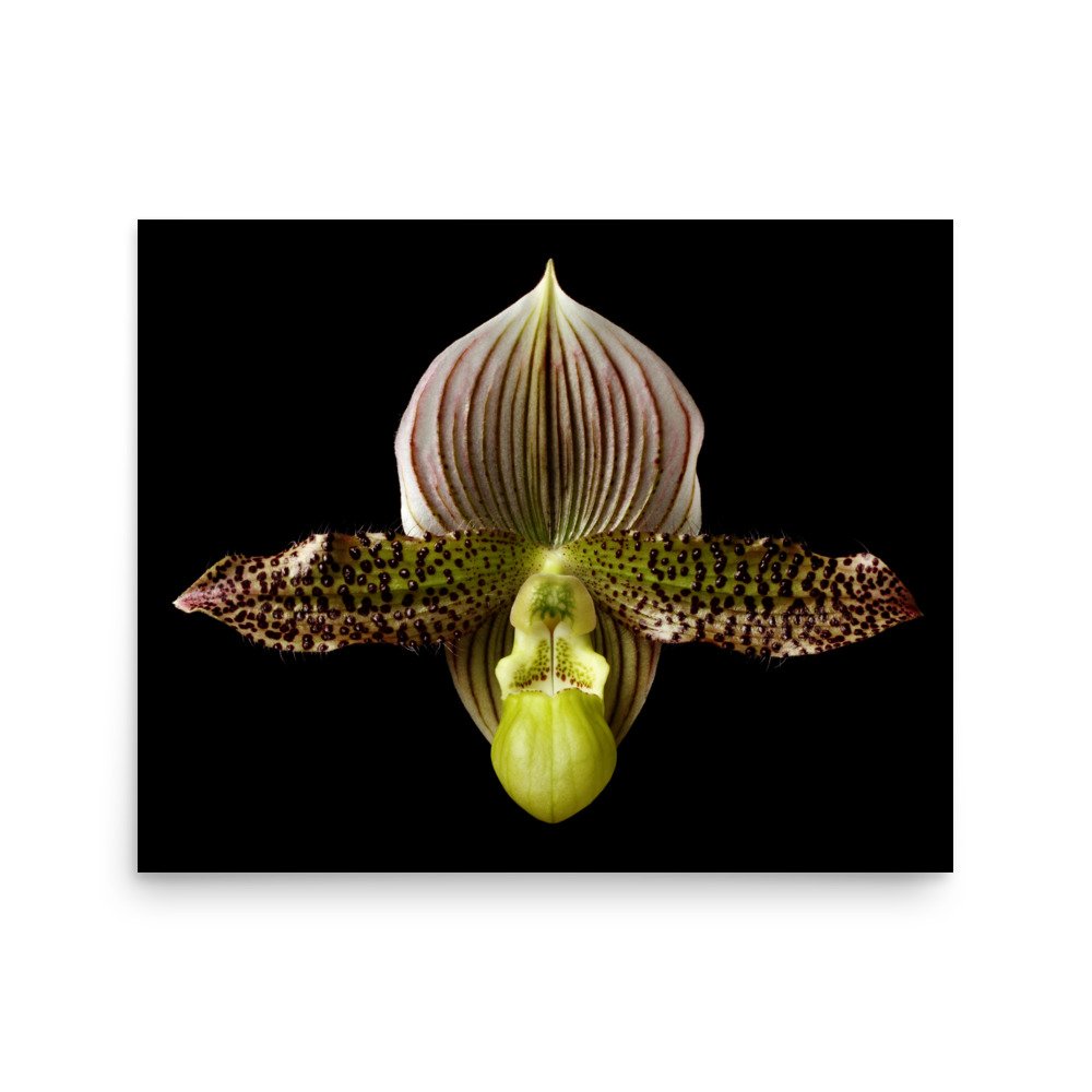 enhanced-matte-paper-poster-(in)-16x20-front-6a81f179467d3.jpg