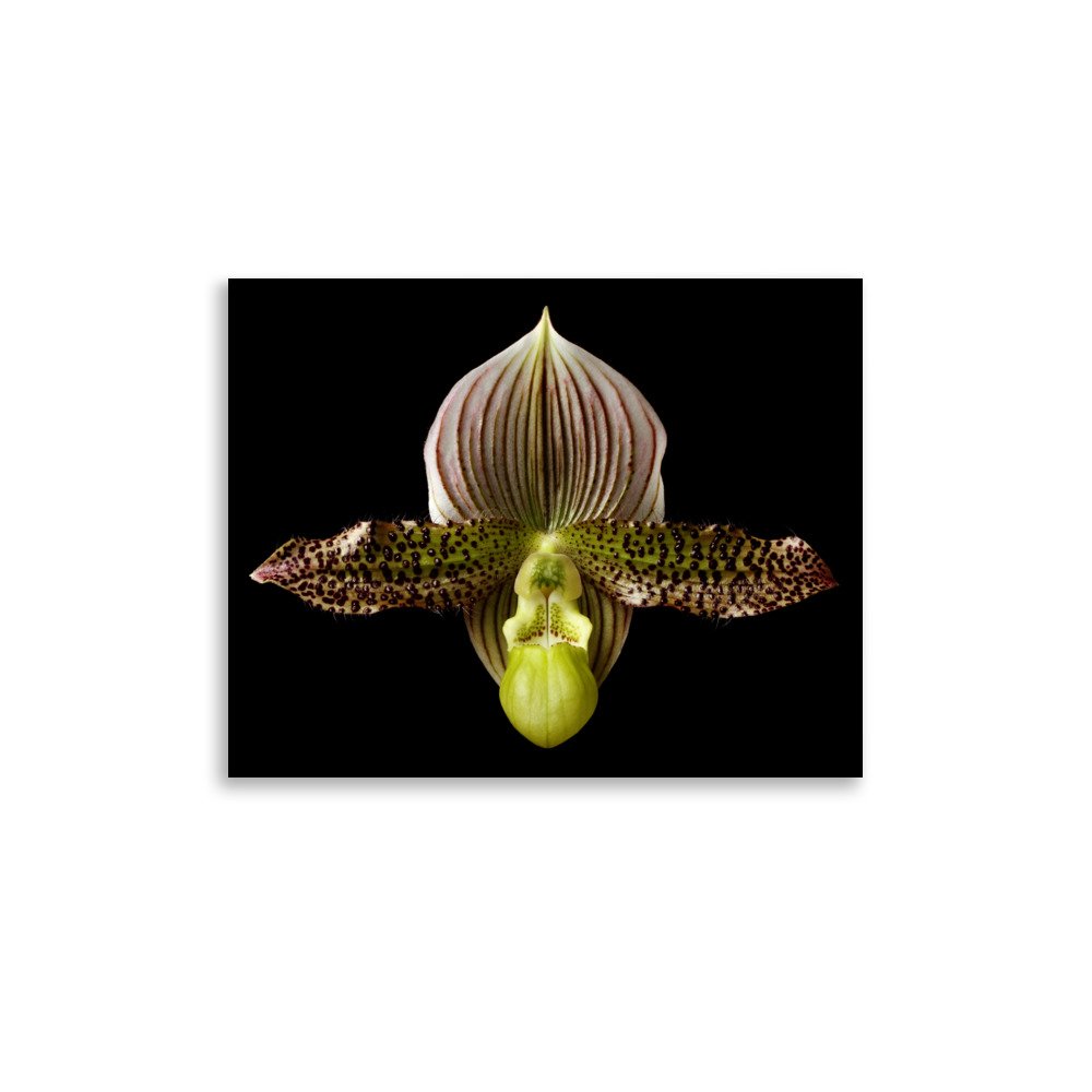 enhanced-matte-paper-poster-(in)-11x14-front-6a81f17947104.jpg