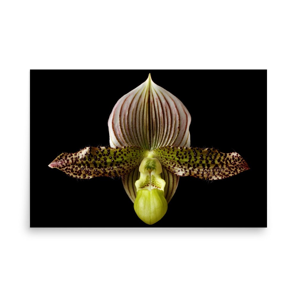 enhanced-matte-paper-poster-(in)-24x36-front-6a81f17947174.jpg