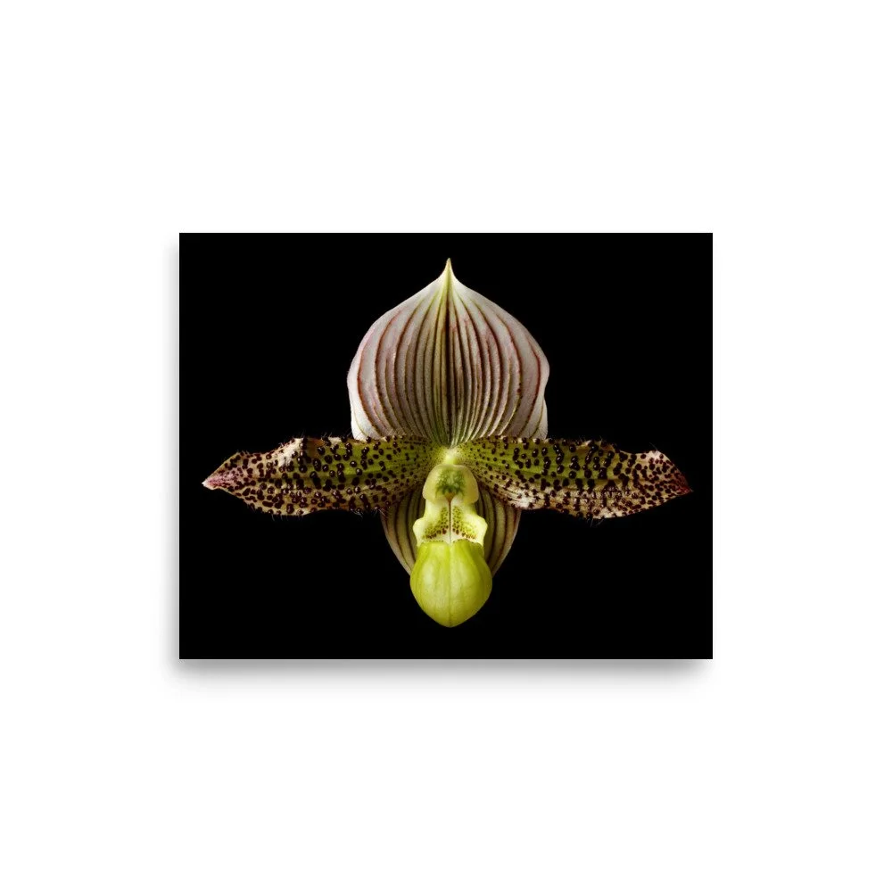 enhanced-matte-paper-poster-(in)-8x10-front-6a81f179471f8.jpg