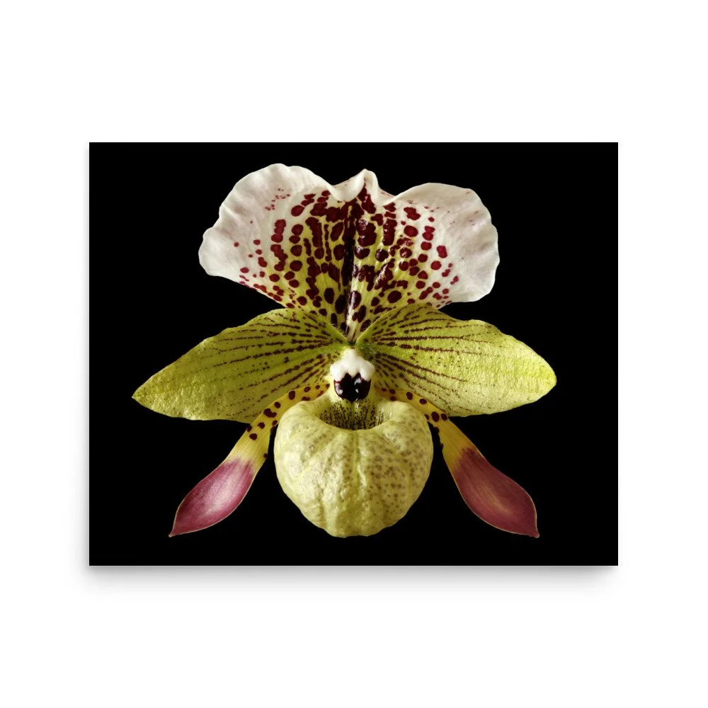 enhanced-matte-paper-poster-(in)-16x20-front-6a81f380a2a6c.jpg