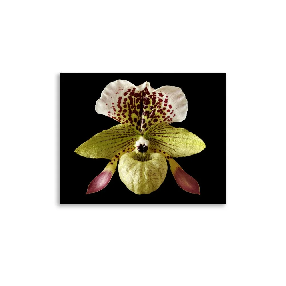 enhanced-matte-paper-poster-(in)-11x14-front-6a81f380a3504.jpg