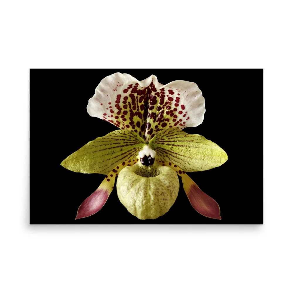 enhanced-matte-paper-poster-(in)-24x36-front-6a81f380a3597.jpg