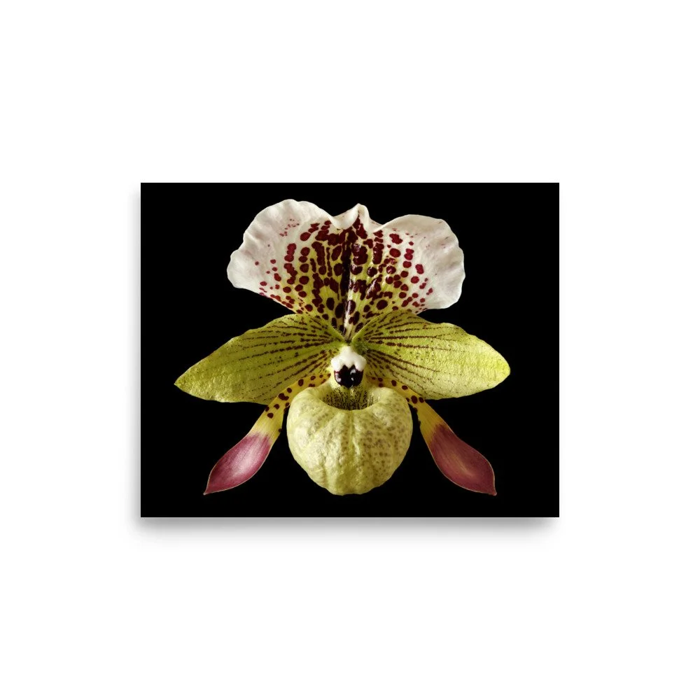 enhanced-matte-paper-poster-(in)-8x10-front-6a81f380a3621.jpg