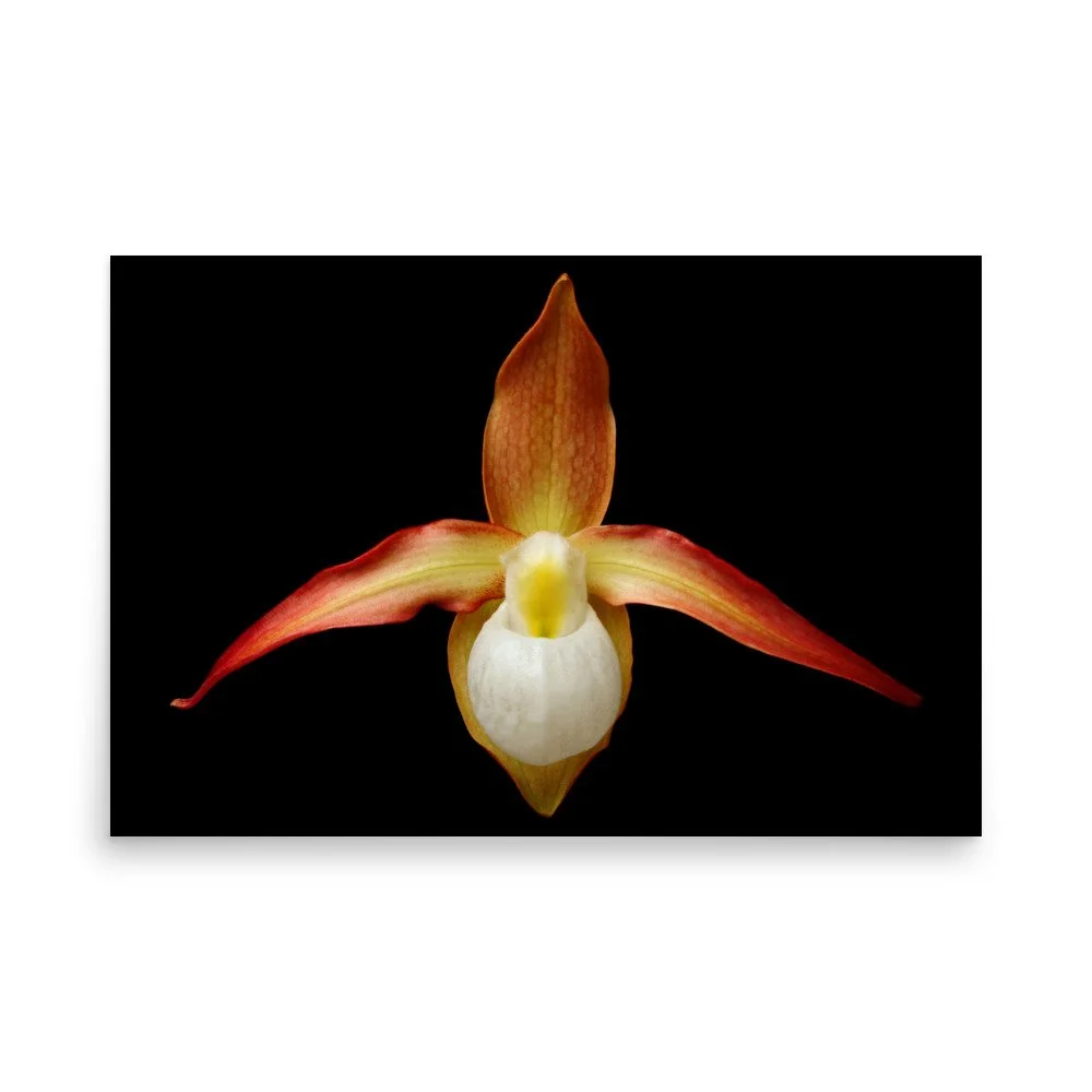 enhanced-matte-paper-poster-(in)-24x36-front-6a81f6827001d.jpg