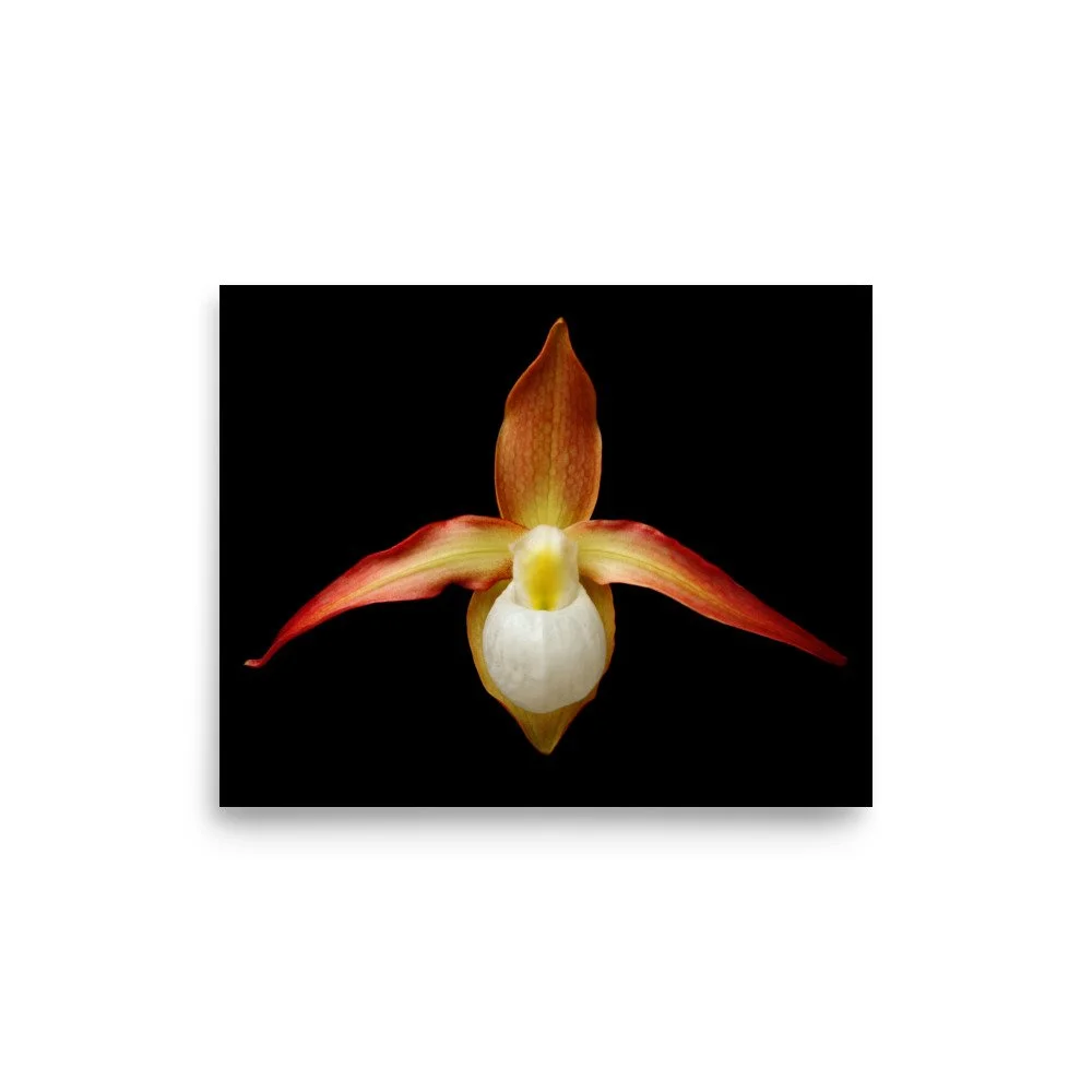 enhanced-matte-paper-poster-(in)-8x10-front-6a81f682700c9.jpg