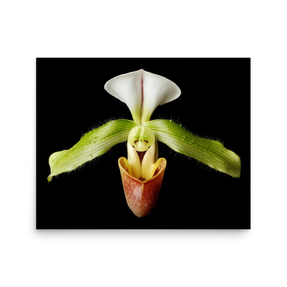enhanced-matte-paper-poster-(in)-16x20-front-6a82049cdaaa1.jpg