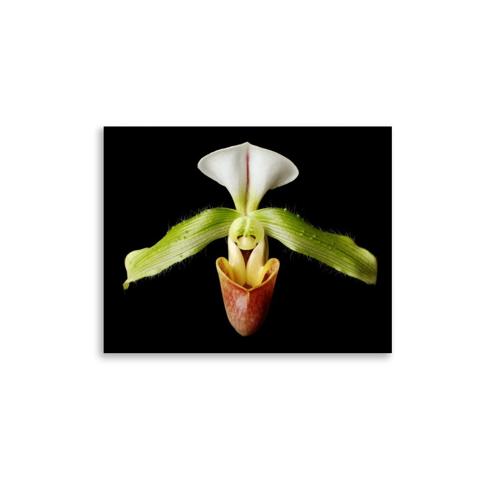 enhanced-matte-paper-poster-(in)-11x14-front-6a82049cdb42a.jpg