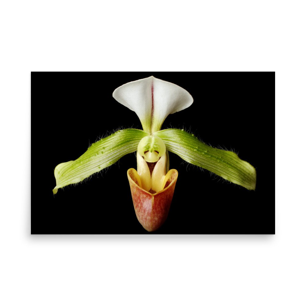enhanced-matte-paper-poster-(in)-24x36-front-6a82049cdb4bd.jpg