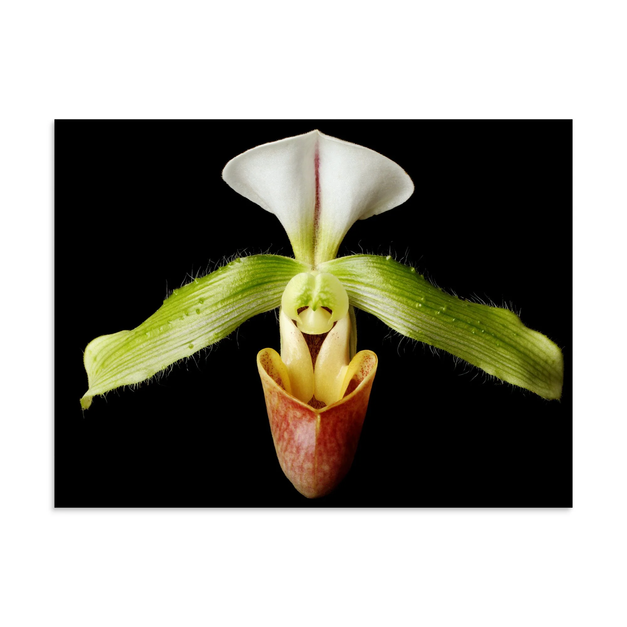 enhanced-matte-paper-poster-(in)-30x40-front-6a82049cdb50b.jpg