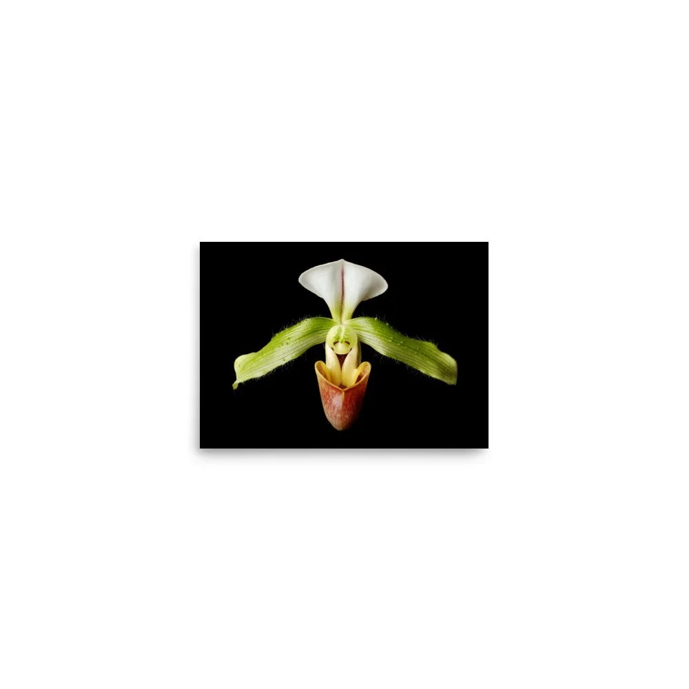 enhanced-matte-paper-poster-(in)-5x7-front-6a82049cdb538.jpg