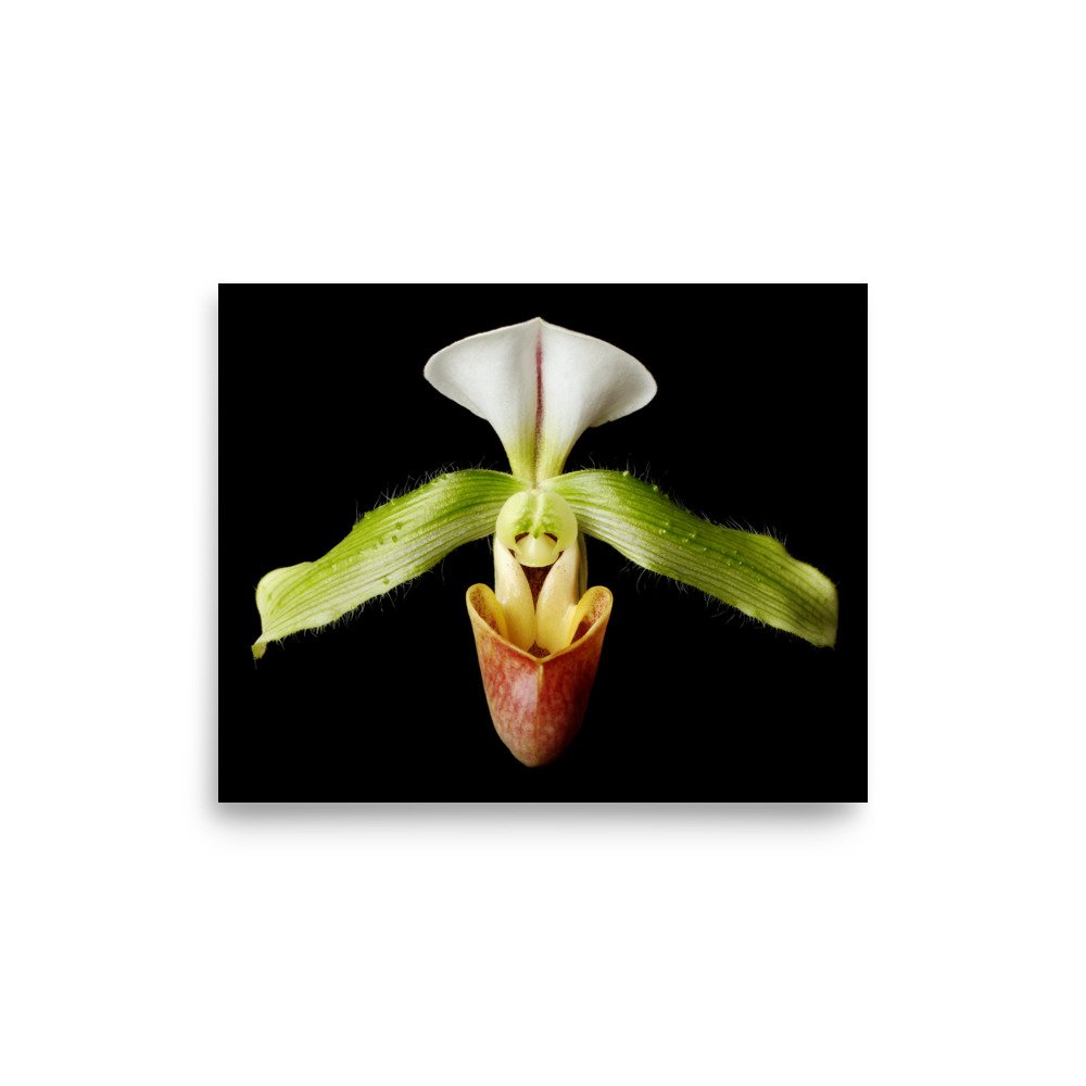 enhanced-matte-paper-poster-(in)-8x10-front-6a82049cdb57c.jpg