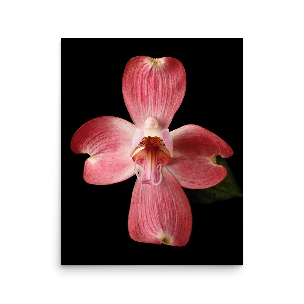 enhanced-matte-paper-poster-(in)-16x20-front-6a82078541364.jpg