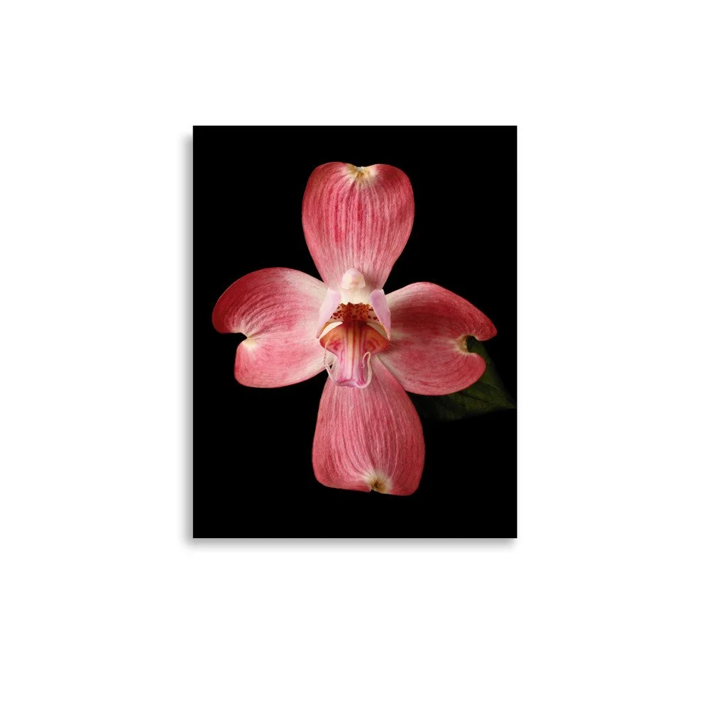 enhanced-matte-paper-poster-(in)-11x14-front-6a820785424e6.jpg