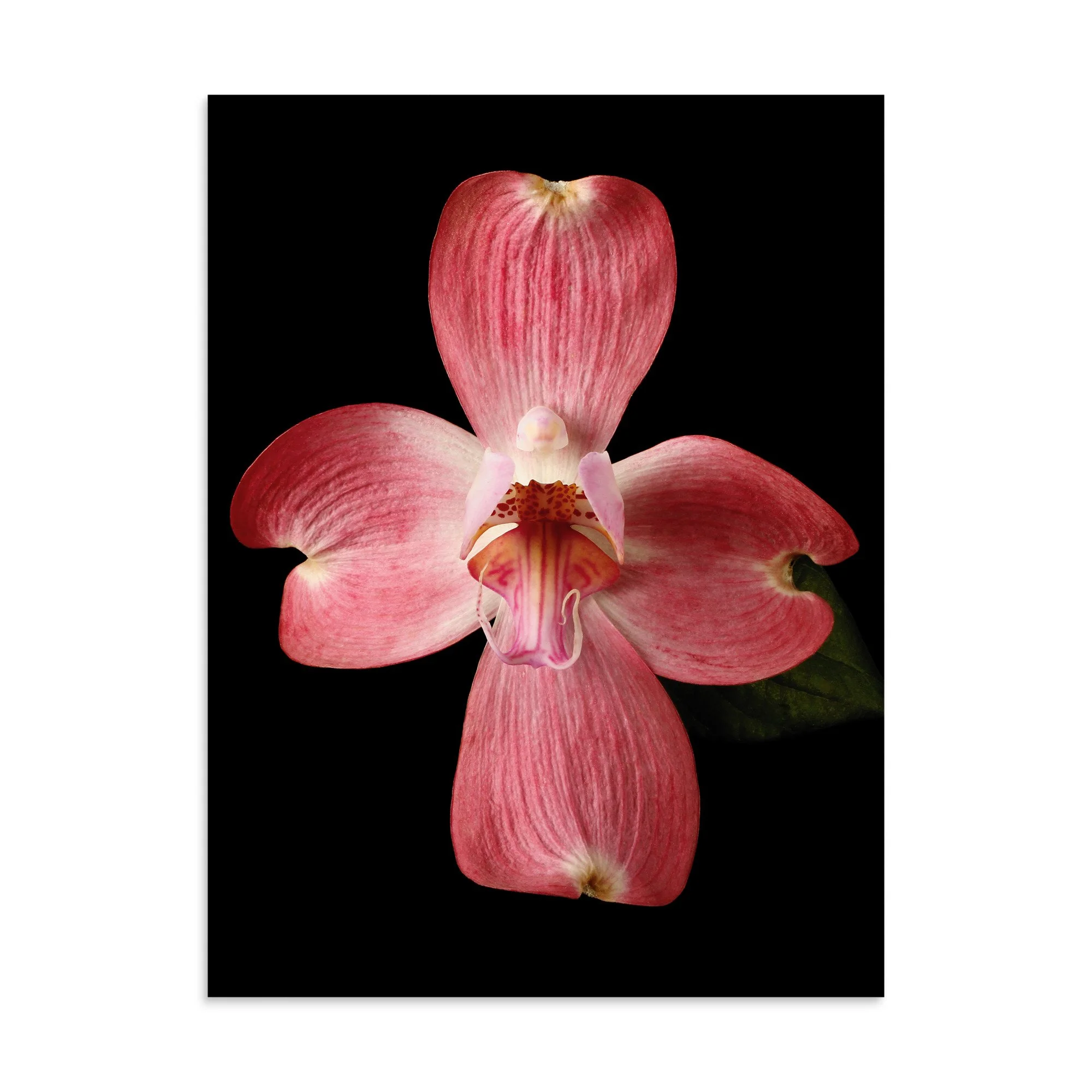 enhanced-matte-paper-poster-(in)-30x40-front-6a820785425af.jpg