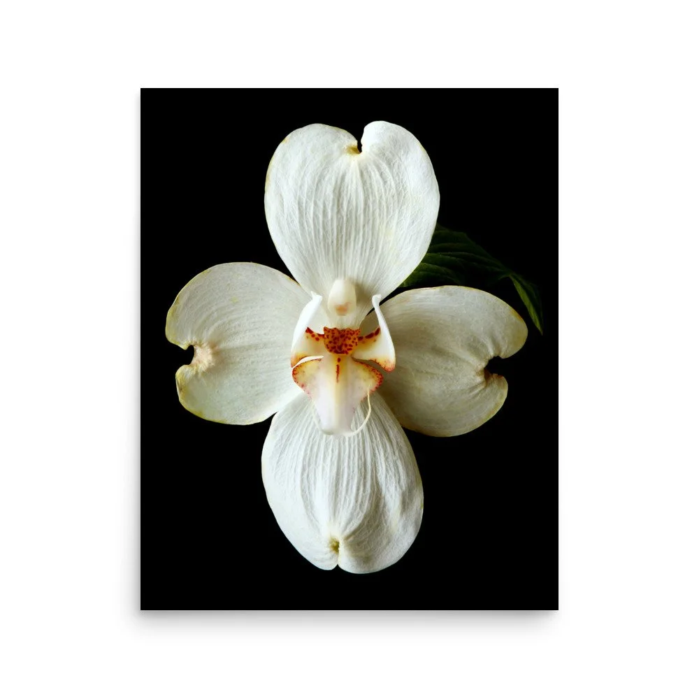 enhanced-matte-paper-poster-(in)-16x20-front-6a8209032f664.jpg