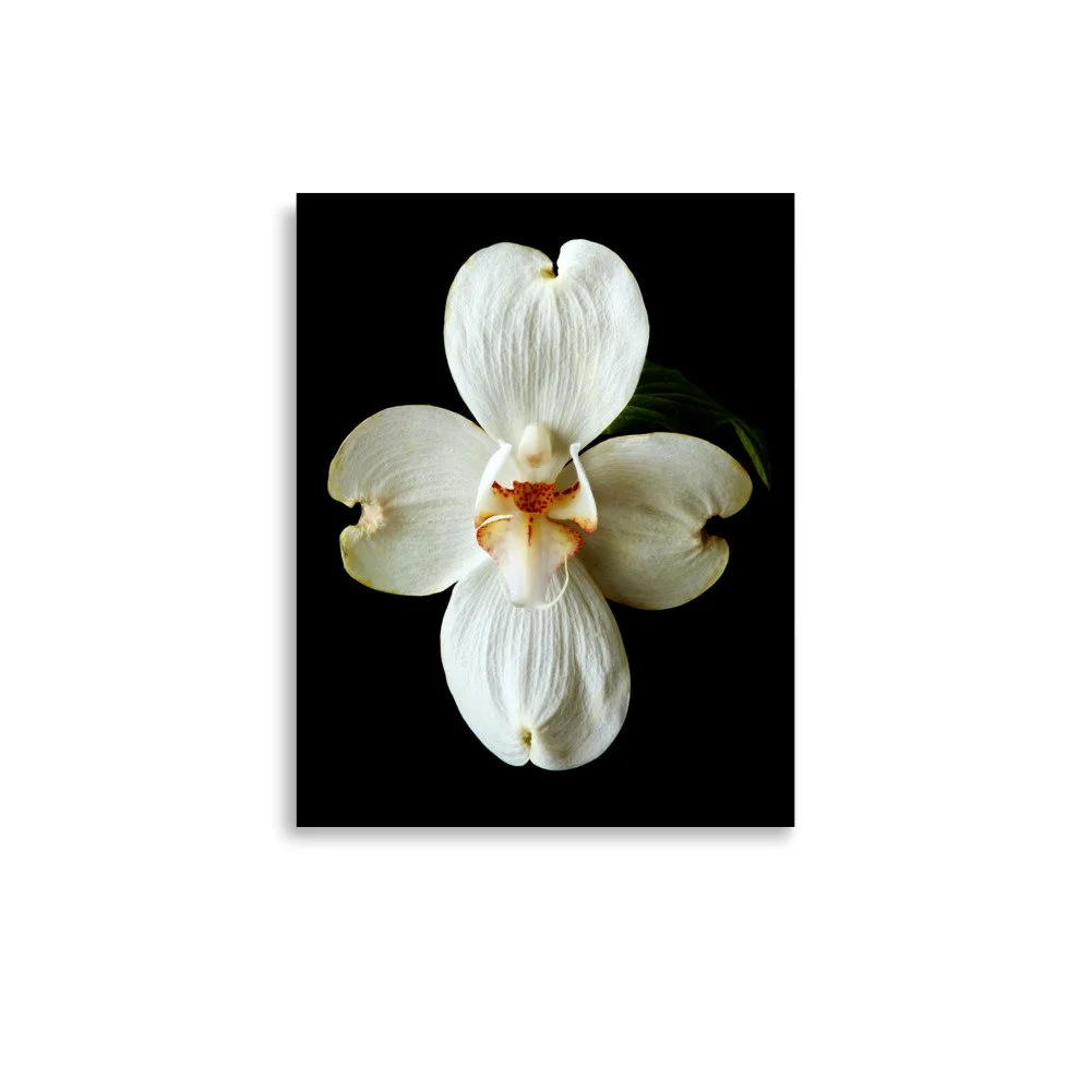enhanced-matte-paper-poster-(in)-11x14-front-6a8209033037d.jpg