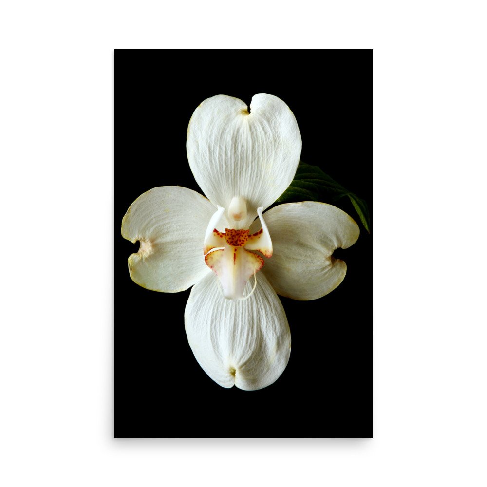 enhanced-matte-paper-poster-(in)-24x36-front-6a82090330402.jpg