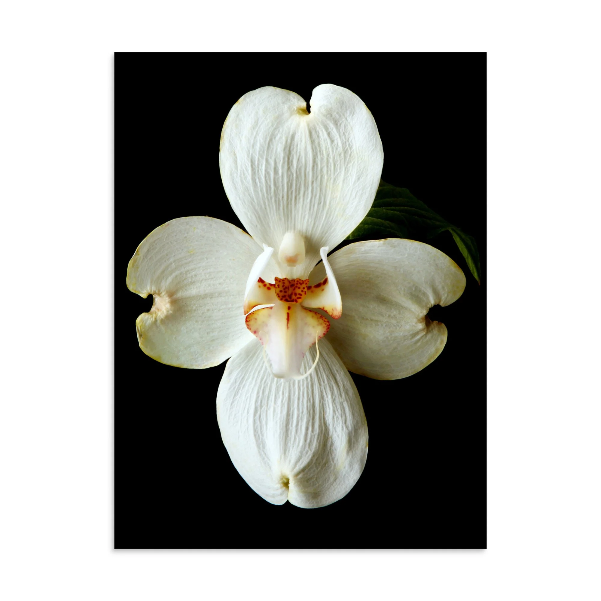enhanced-matte-paper-poster-(in)-30x40-front-6a82090330446.jpg