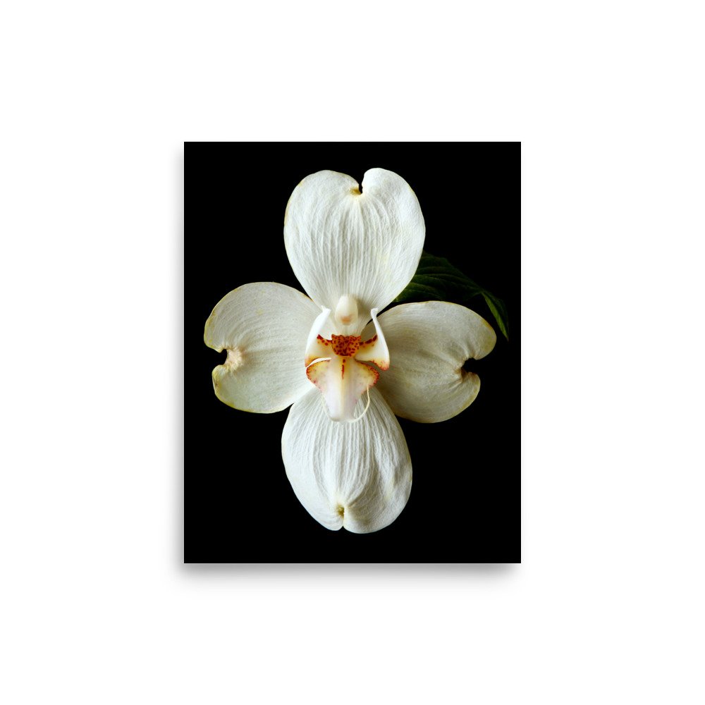 enhanced-matte-paper-poster-(in)-8x10-front-6a82090330498.jpg