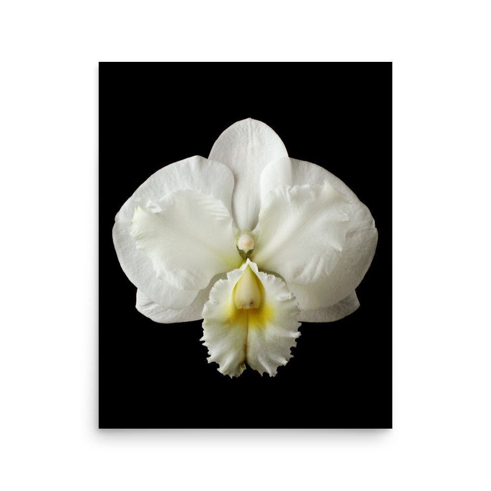 enhanced-matte-paper-poster-(in)-16x20-front-6a8222b06add0.jpg