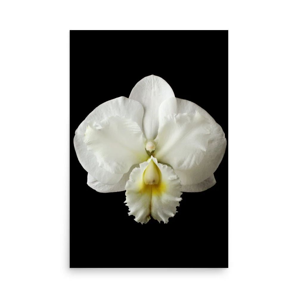 enhanced-matte-paper-poster-(in)-24x36-front-6a8222b06b6e9.jpg
