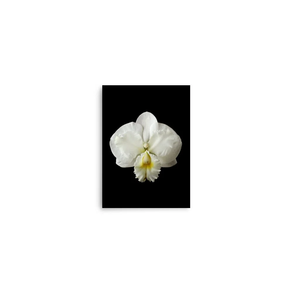 enhanced-matte-paper-poster-(in)-5x7-front-6a8222b06b73f.jpg