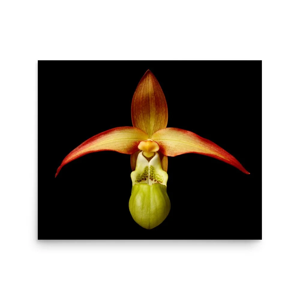 enhanced-matte-paper-poster-(in)-16x20-front-6a8232385e66c.jpg
