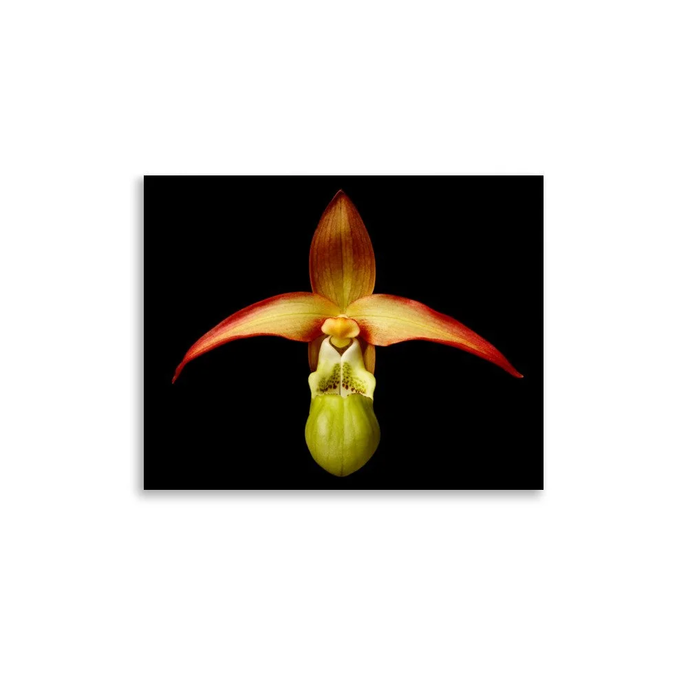 enhanced-matte-paper-poster-(in)-11x14-front-6a8232385ef5a.jpg