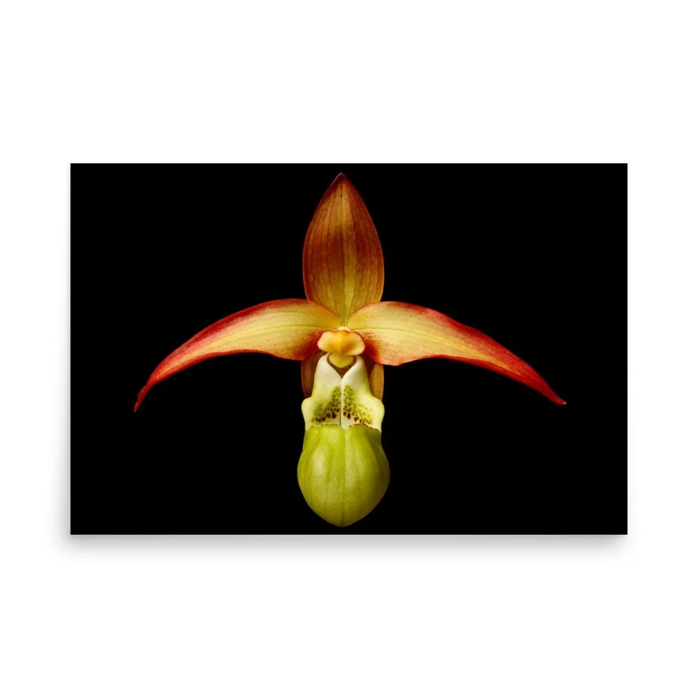 enhanced-matte-paper-poster-(in)-24x36-front-6a8232385efe6.jpg