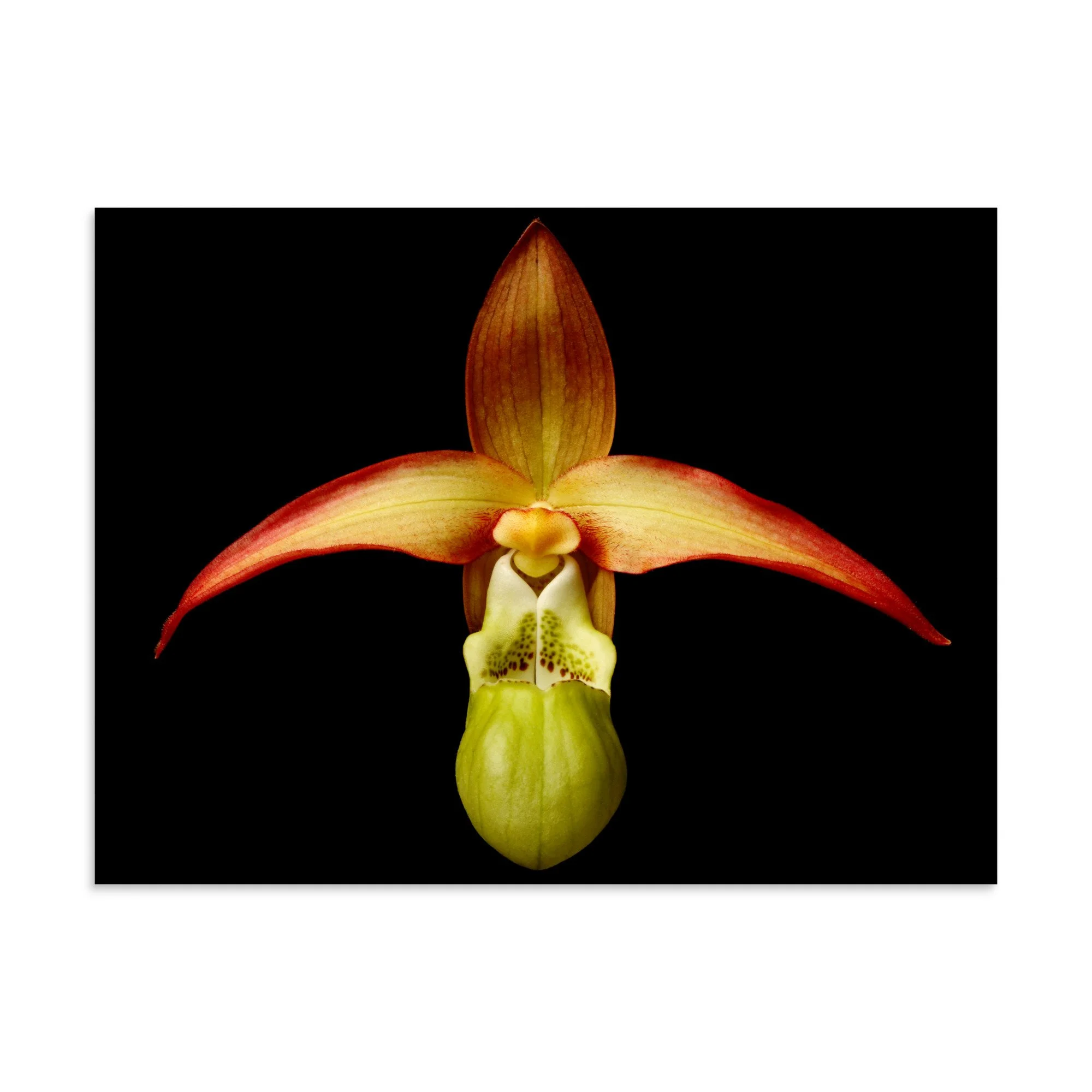enhanced-matte-paper-poster-(in)-30x40-front-6a8232385f02a.jpg