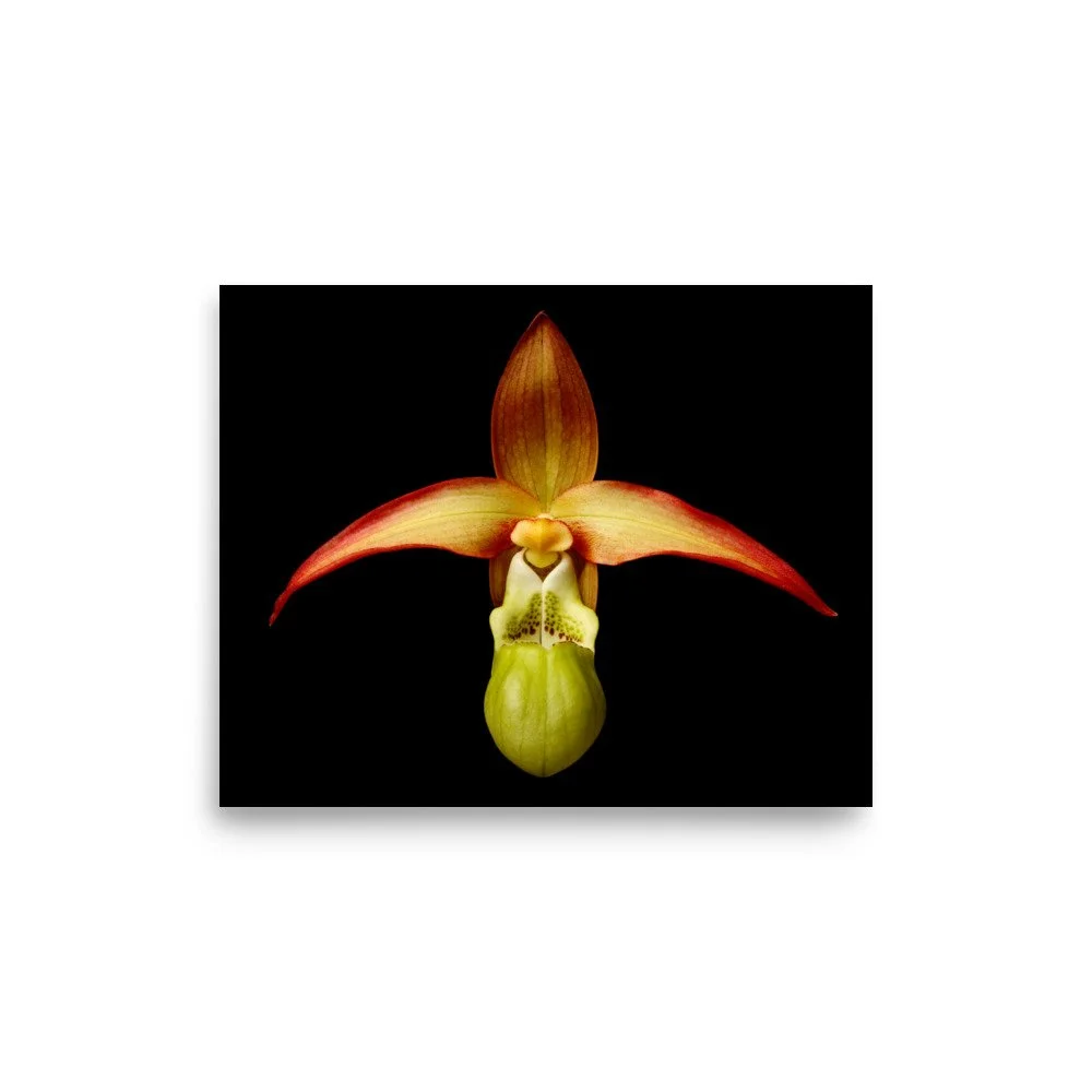 enhanced-matte-paper-poster-(in)-8x10-front-6a8232385f088.jpg
