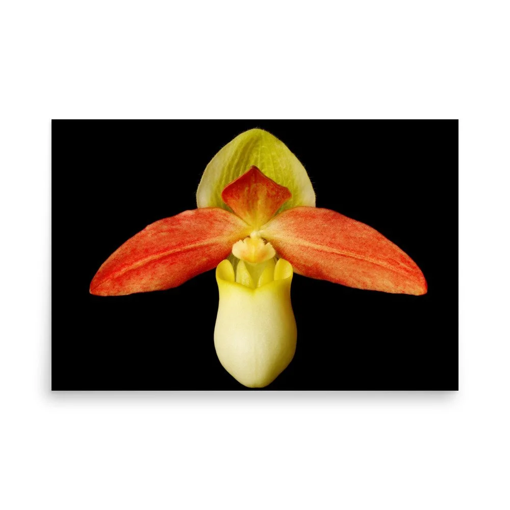 enhanced-matte-paper-poster-(in)-24x36-front-6a8234906235e.jpg