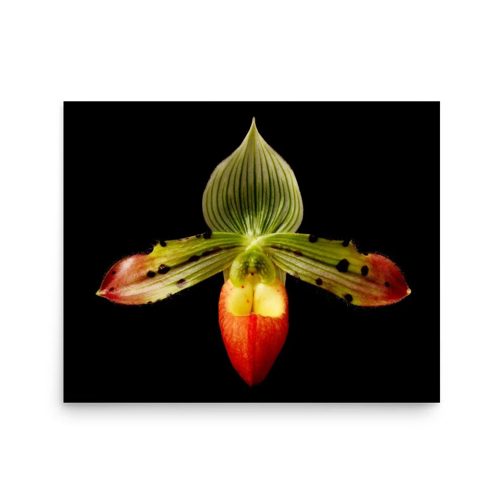 enhanced-matte-paper-poster-(in)-16x20-front-6a824740022f1.jpg