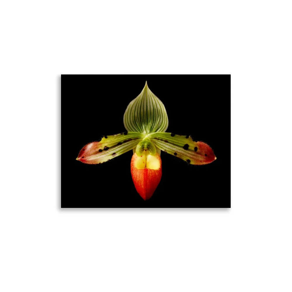enhanced-matte-paper-poster-(in)-11x14-front-6a82474002ee2.jpg