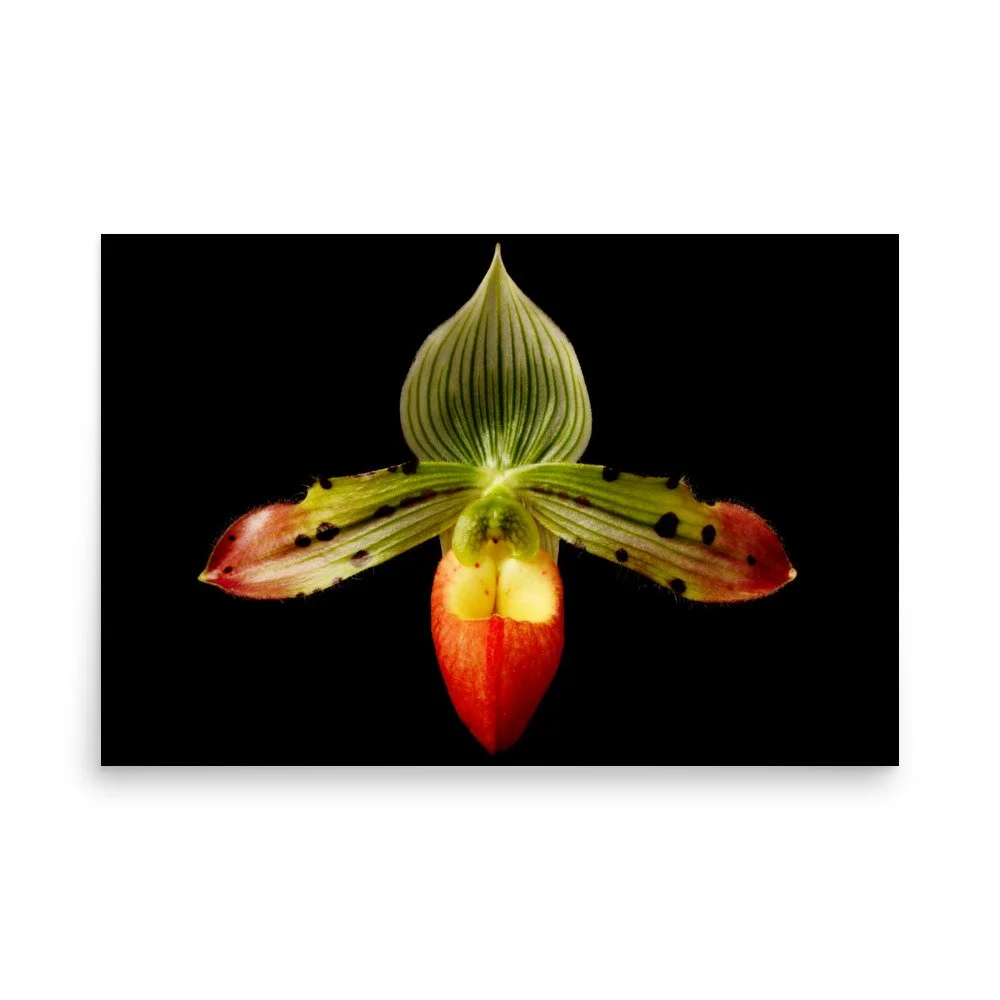 enhanced-matte-paper-poster-(in)-24x36-front-6a82474002f6b.jpg