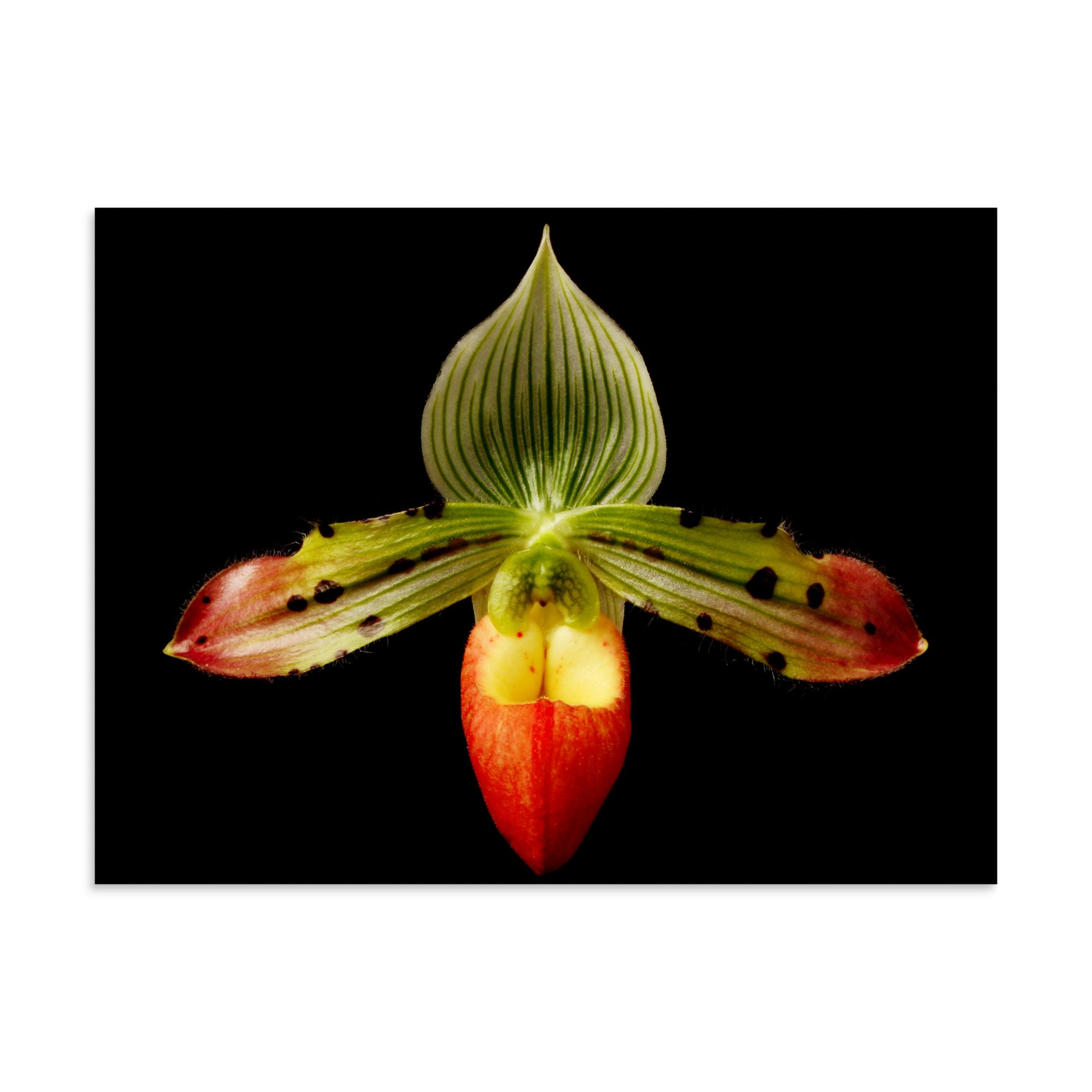 enhanced-matte-paper-poster-(in)-30x40-front-6a82474002fb8.jpg